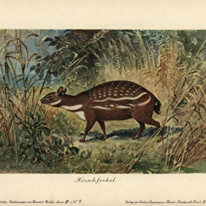 Dorcatherium, extinct type of chevrotain mouse deer