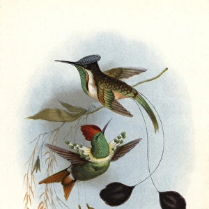 Dot-eared coquette, Lophornis gouldii