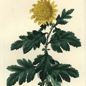 Double yellow Indian chrysanthemum, Chrysanthemum