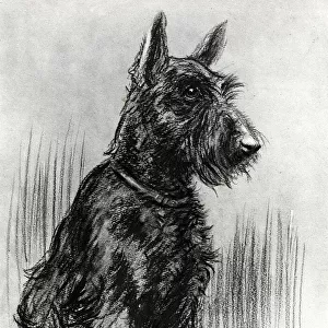 Dougal, Prince Henrys Scottish terrier