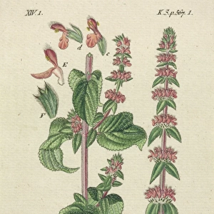 Downy Woundwort, Stachys germanica
