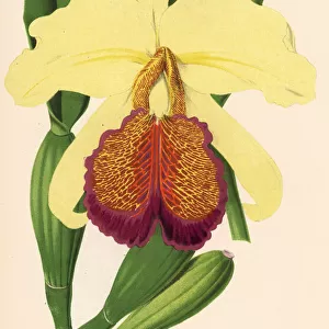 Dows cattleya orchid, Cattleya dowiana var. aurea