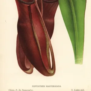 Dr. Maxwell Masters pitcher plant, Nepenthes x mastersiana