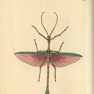 Dragon stick insect, Haplopus jamaicensis