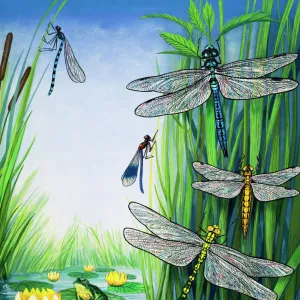 Dragonflies