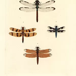 Dragonflies and skimmers