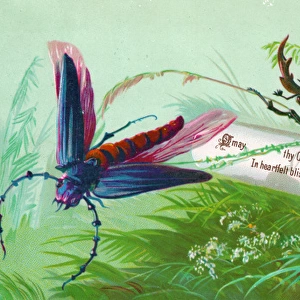 Dragonfly and beetle on a Christmas card