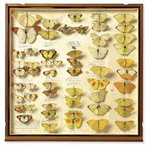 Drawer from Insect Collection of Sir Joseph Banks (1743 - 18