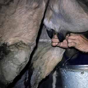 Dromedary a One-humped Camel - being milked