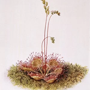 Drosera Rotundiflora
