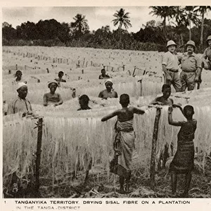 Drying Sisal Fibre on a Plantation - Tanzania, East Africa