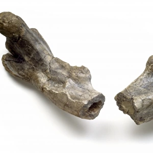 Dryosaurus hollow bone structure
