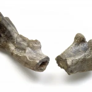 Dryosaurus hollow bone structure