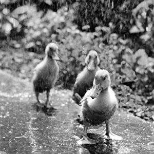 Three ducklings on a wet path