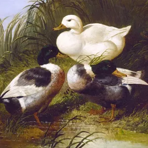 Ducks by a Stream, by John Frederick Herring Jr Ducks by a Stream, by John Frederick Herring Jr