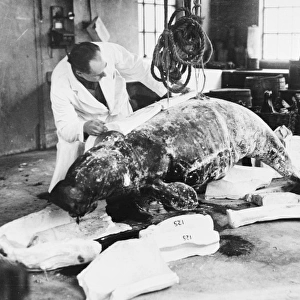 Dugong casting, c. 1924, the Natural History Museum, London