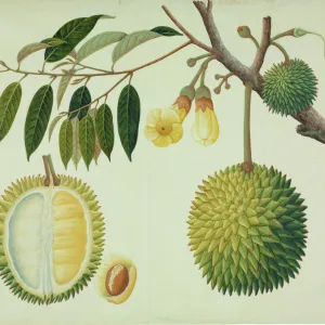 Durio zibethinus, durian fruit