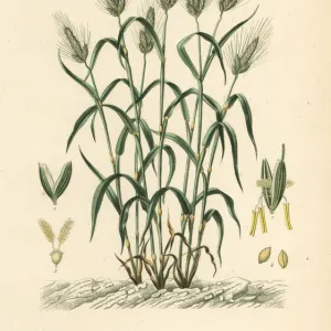 Durum wheat, Triticum turgidum