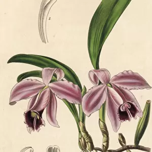 Dwarf sophronitis orchid, Cattleya pumila