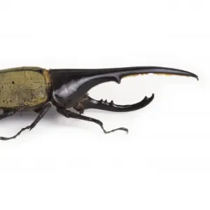 Dynastes hercules, hercules beetle