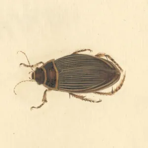 Dytiscus marginalis, great diving beetle (female) Dytiscus marginalis, great diving beetle (female)