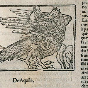 Eagle. Epigrams by Martial