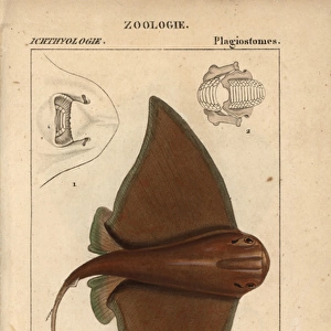 Eagle ray, Myliobatis aquila