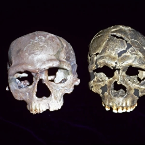 Early Homo sapiens crania (Irhoud 1 & Qafzeh 6)