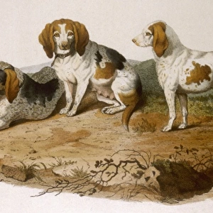 Early Type Beagle Dogs