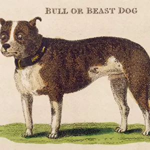 Early Type Bull Dogs