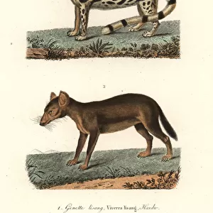 East Indian linsang and dhole (endangered)