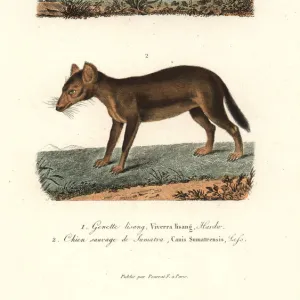 East Indian linsang and dhole (endangered)