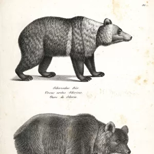 East Siberian brown bear and brown bear
