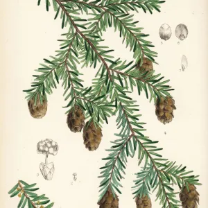 Eastern hemlock or Canadian hemlock, Tsuga canadensis