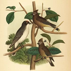 Eastern kingbird and cedar waxwing
