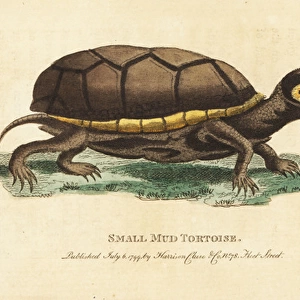 Eastern mud turtle, Kinosternon subrubrum