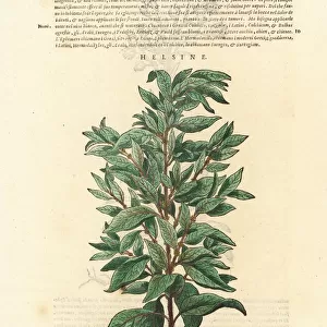 Eastern pellitory-of-the-wall, Parietaria officinalis