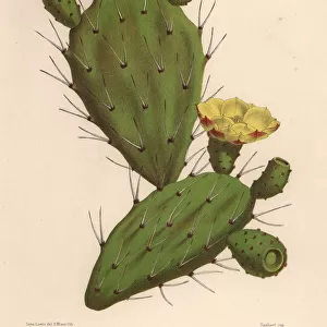 Eastern prickly pear, Opuntia ficus-indica