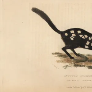 Eastern quoll or spotted opossum, Dasyrus