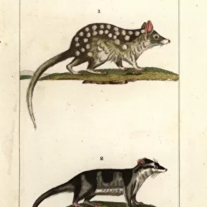 Eastern quoll and water opossum