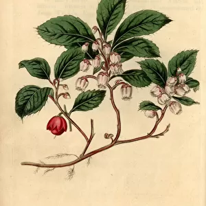 Eastern teaberry, Gaultheria procumbens
