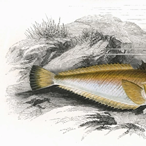 Echiichthys vipera, or Lesser Weever