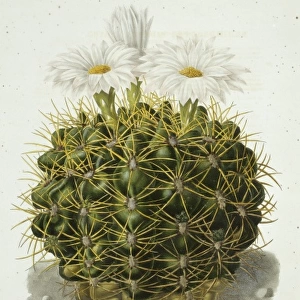 Echinocactus monvillii, cactus