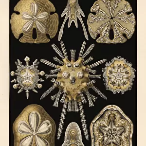 Echinoidea sea urchins