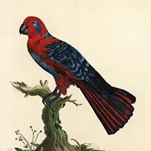 Eclectus parrot, Eclectus roratus, female