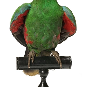 Eclectus roratus, Eclectus parrot