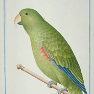 Eclectus roratus, eclectus parrot