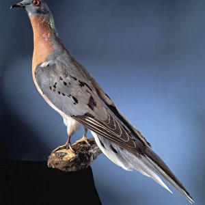 Ectopistes migratoria, passenger pigeon