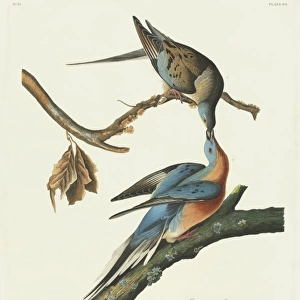 Ectopistes migratorius, passenger pigeon