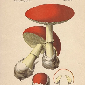 Edible Caesars mushroom, Amanita caesarea